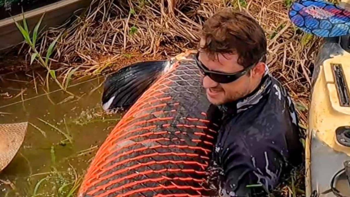 Pescador fisga pirarucu de mais de dois metros e 130 quilos em Jaci Parana Rondonia 9012