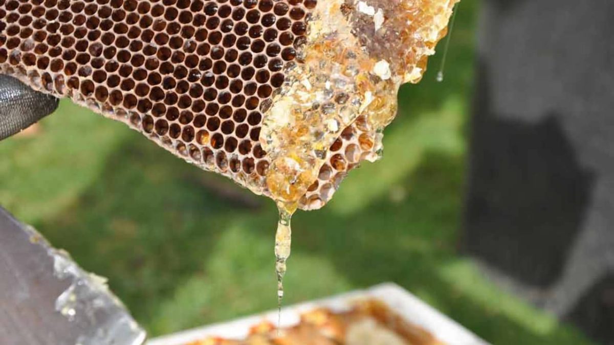 Senar oferece cursos presenciais e online na área de apicultura. 