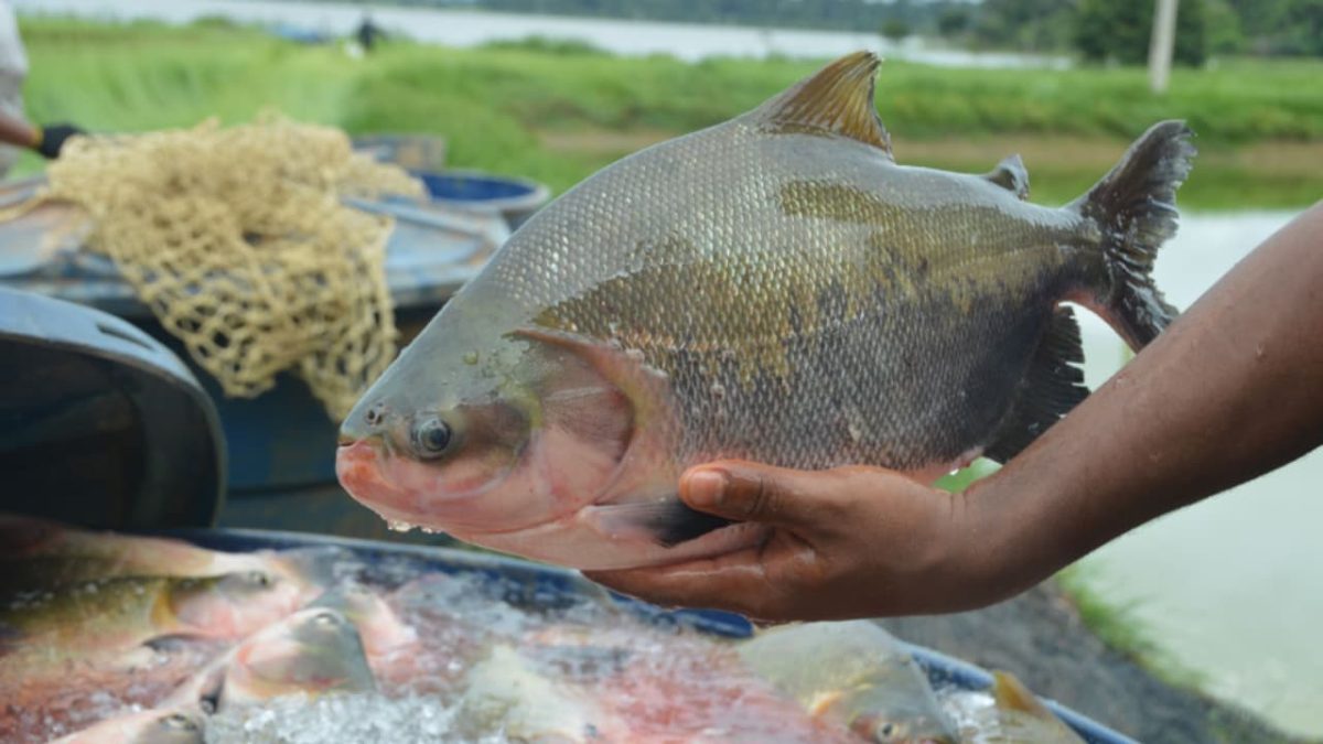 Criação de peixes nativos se manteve estável.