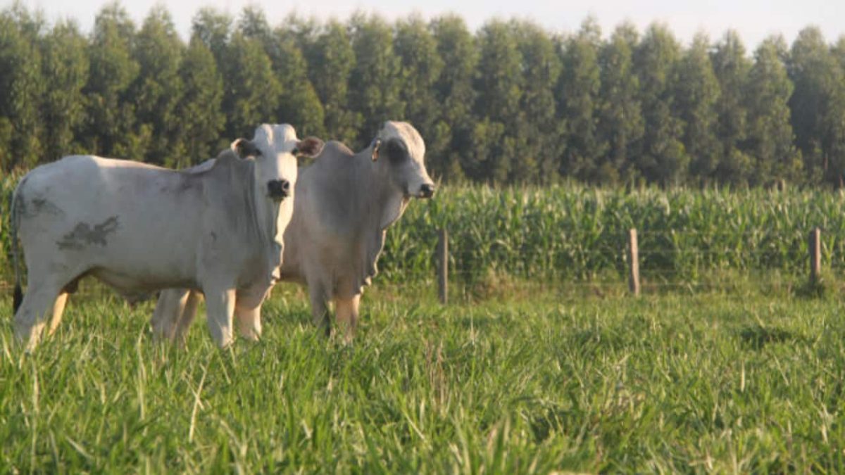 Objetivo é garantir a produtividade das pastagens para bovinos.
