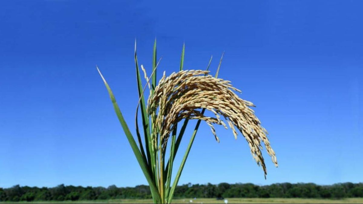 Produção de arroz de terras altas no Brasil Central é opção para aumentar oferta brasileira. 