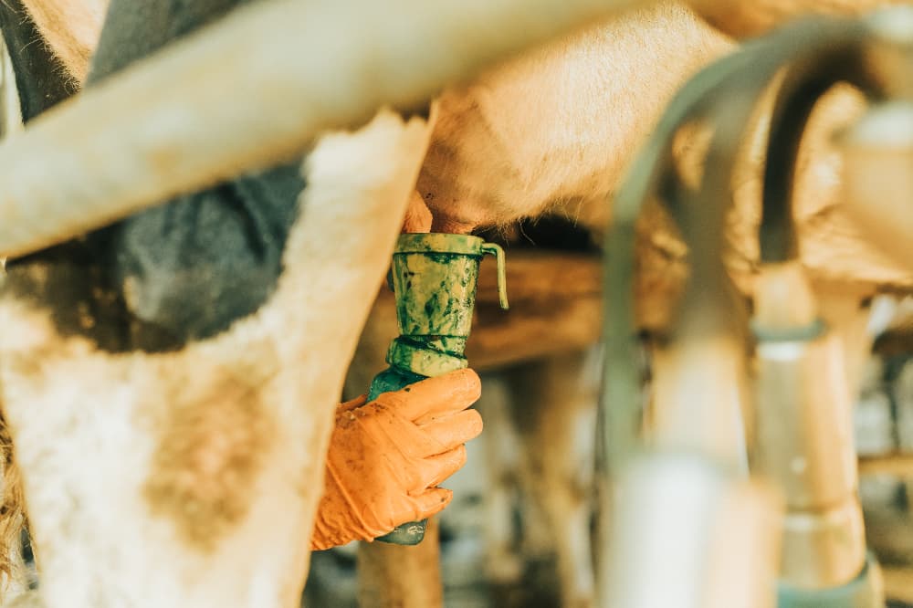 mastite bovina: como manter a saúde do gado