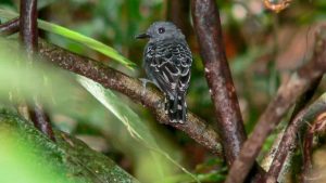 Mudanças climáticas no passado impactaram genética de ave na Amazônia