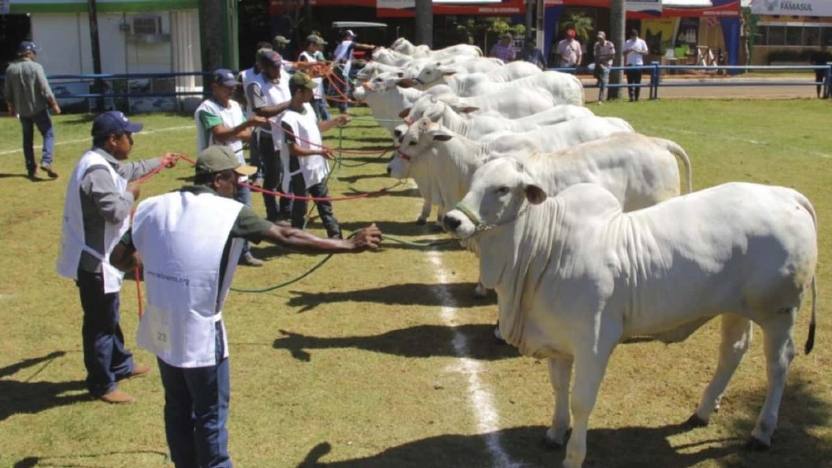 Atrações incluem leilões de bovinos, equinos e ovinos. 