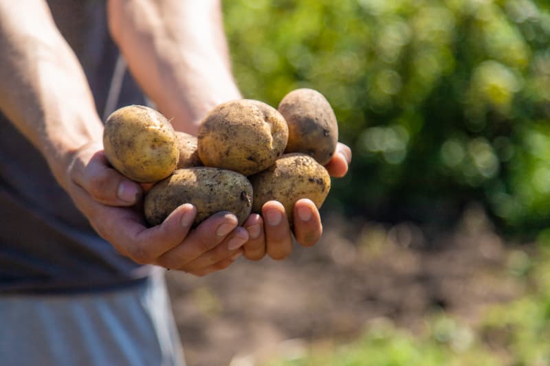 Como plantar batata