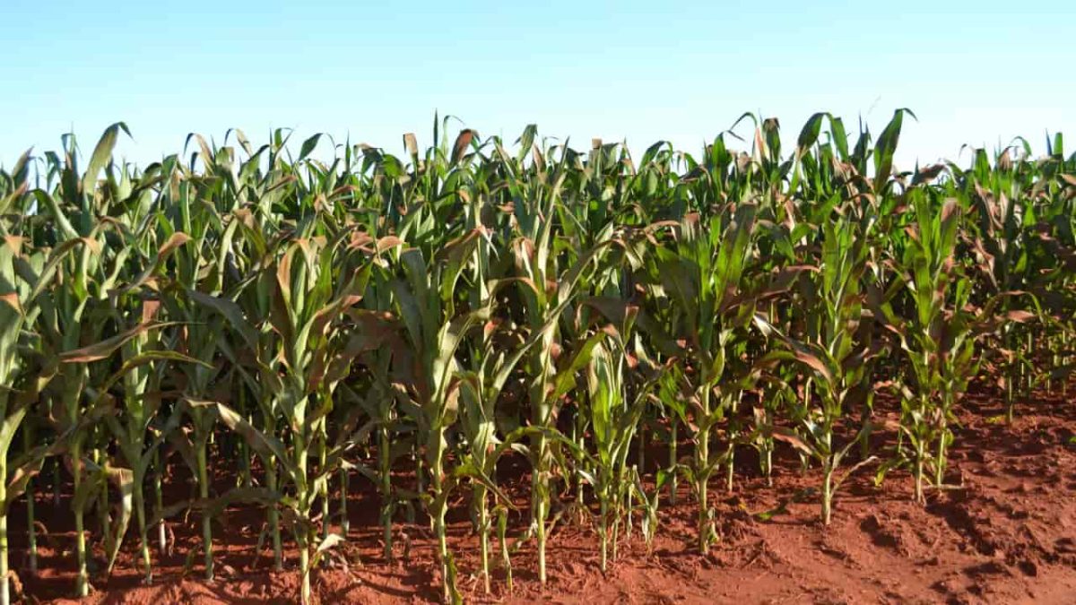 Plantio e e desenvolvimento das lavouras de soja e milho foram impactados pelo El Niño. 