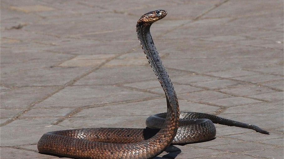 Garoto morreu após ser picado por cobra