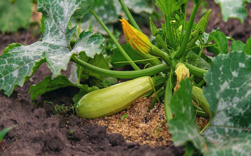 Produção de abóbora: potencial nutricional e avanços agrícolas