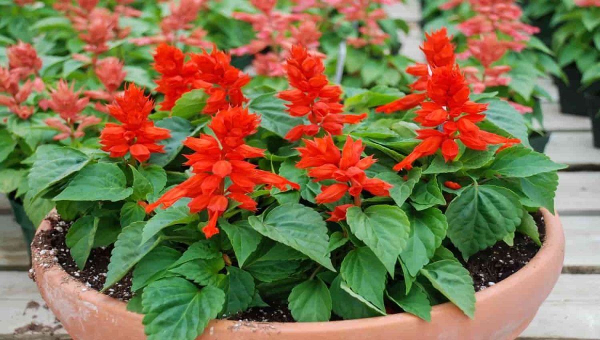 Salvia splendens 