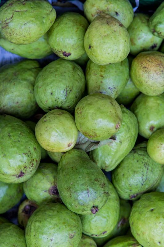 Confira como plantar goiaba e ter a fruta em casa o ano todo 2 Como plantar goiaba