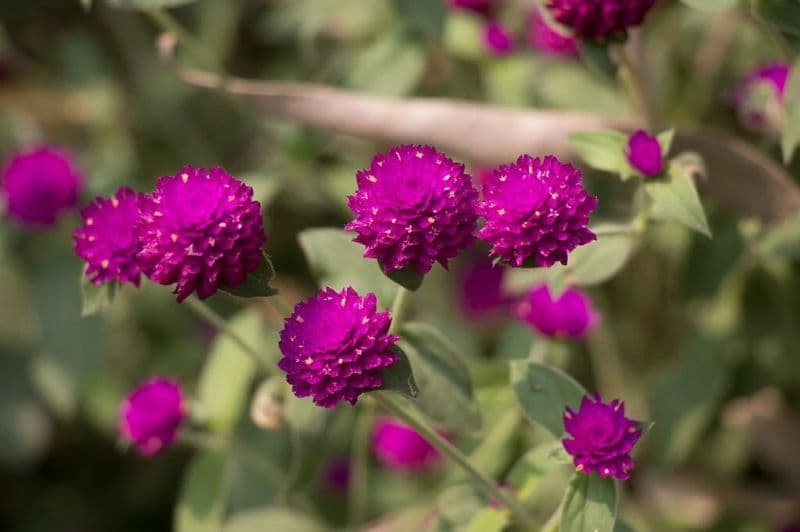 Flores de inverno 