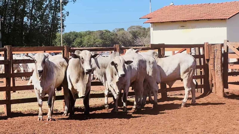 Prova de ganho de peso vai definir o desempenho do gado Nelore, no Tocantins 3 Gado nelore
