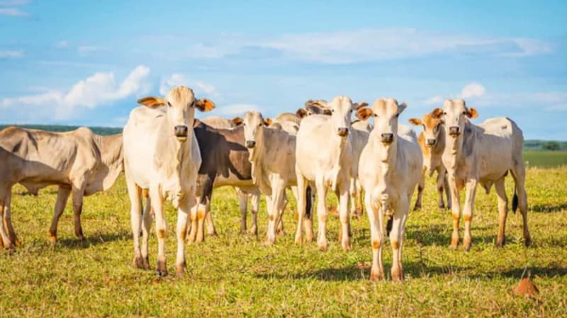 Prova de ganho de peso vai definir o desempenho do gado Nelore, no Tocantins 2 Ganho de peso