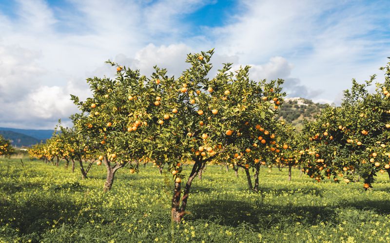 Batata, banana, laranja e melancia estão mais baratas, aponta Conab