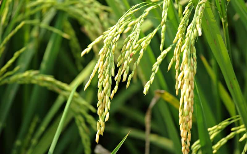 Governo zera imposto de importação para três tipos de arroz 2 Governo zera tarifa de importação para três tipos de arroz