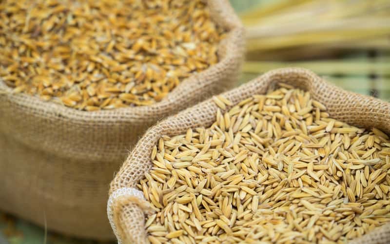 Leilão de compra de arroz é suspenso; nova data será publicada "oportunamente"