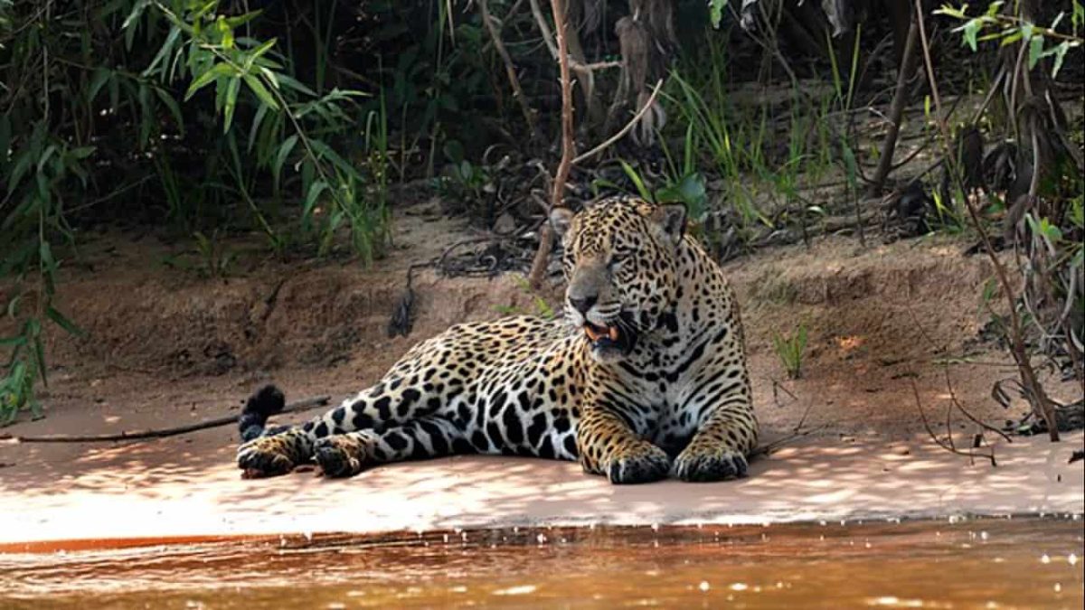 Pescadores se deparam com onça-pintada durante travessia de rio no Pará 3 Pescadores se deparam com onça durante travessia de rio, no sul do Pará