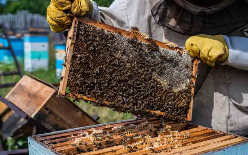 Curso gratuito oferece treinamento para produtores de mel e produtos de abelhas