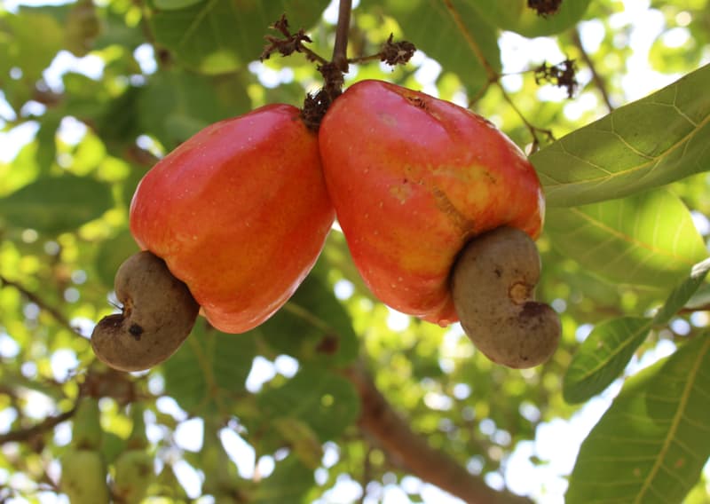 Hidrogel aumenta a sobrevivência de mudas de cajueiro após o plantio no campo 2 Caju