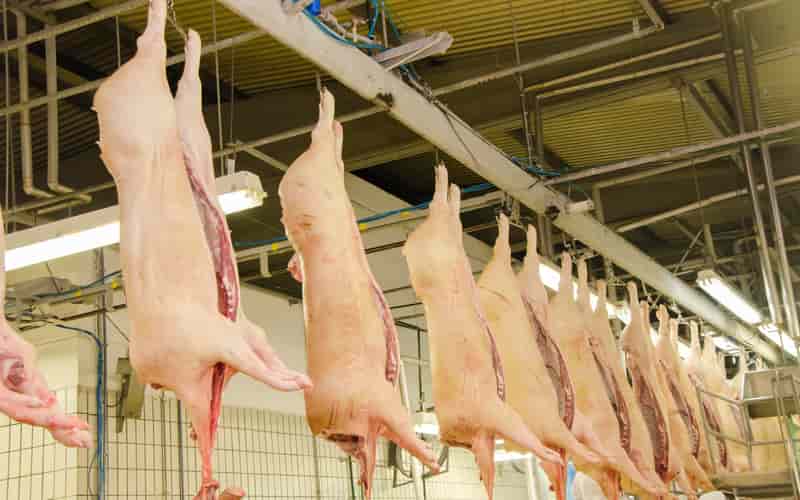 Exportações de carne suína crescem em maio, aponta associação