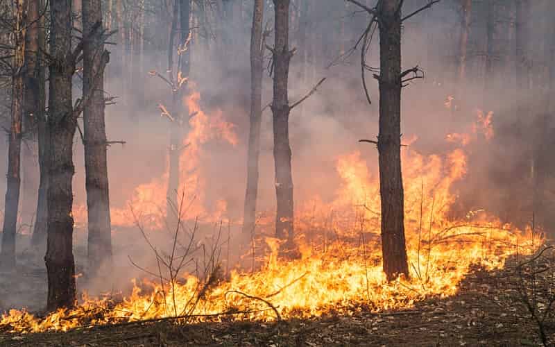 Pantanal: 85% das queimadas ocorrem em terras privadas, diz Marina Silva