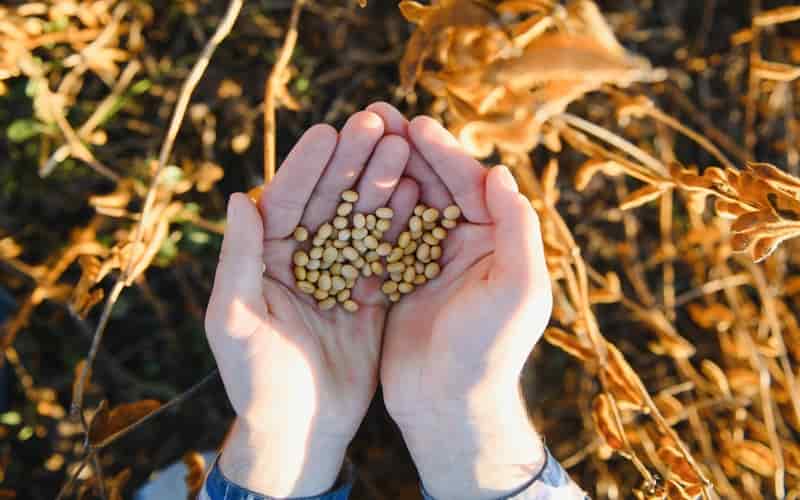 Colheita de soja no Rio Grande do Sul atinge 96% da área