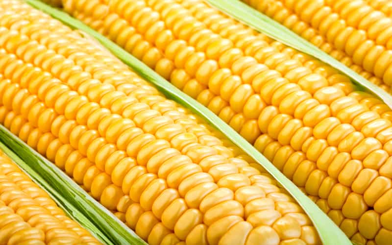Produção mundial de milho atinge 1,22 bilhão de toneladas na Safra 2023/2024