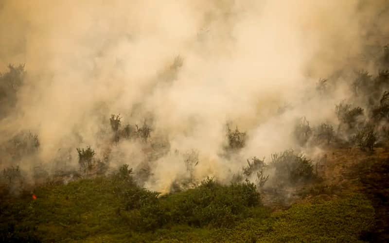 Governo destina R$ 100 milhões para combate a incêndios no Pantanal 2 Governo destina R$ 100 milhões para combate a incêndios no Pantanal