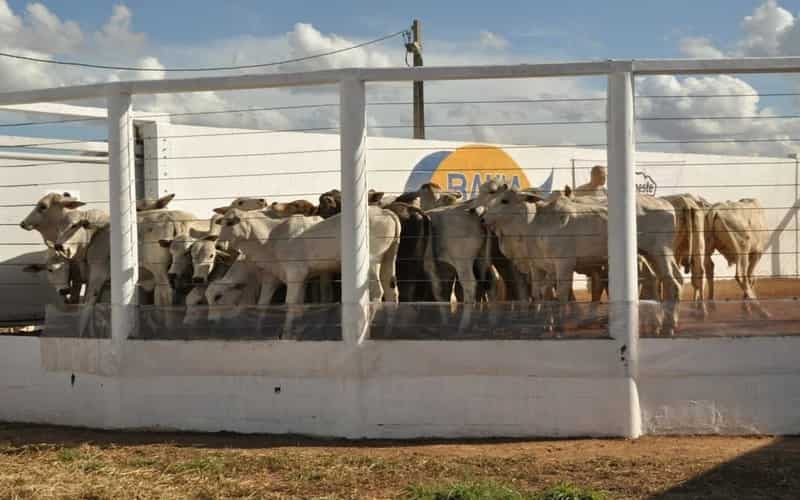 Bahia Farm Show 2024 prevê público de mais de 100 mil pessoas