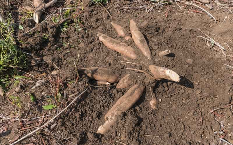 PIB da agropecuária cresce 11,3% no primeiro trimestre de 2024, aponta IBGE 2 PIB da agropecuária cresce 11,3% no primeiro trimestre de 2024, aponta IBGE