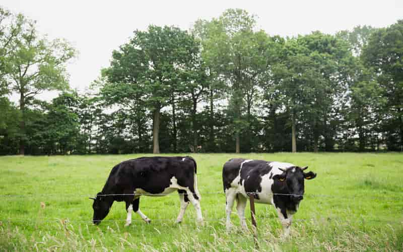 Exportação de carne bovina bate um novo recorde em maio, afirma associação 3 Exportação de carne bovina bate um novo recorde em maio, afirma associação