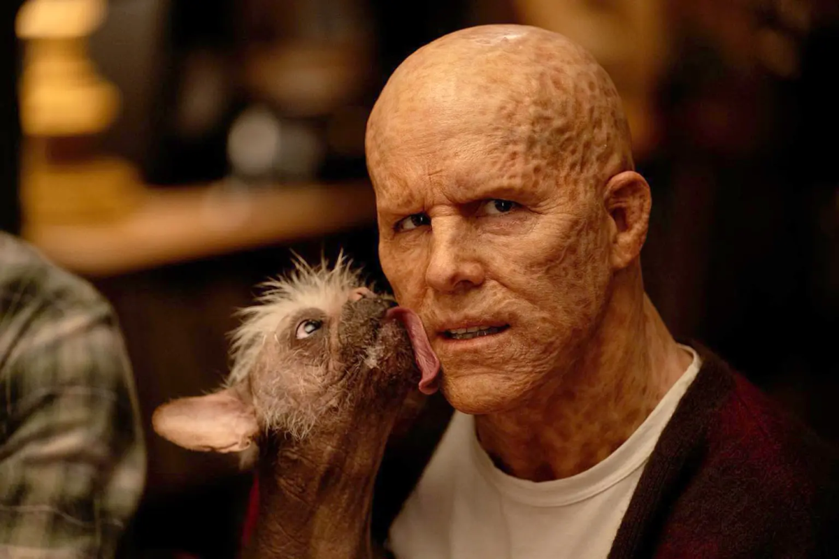 Divulgação/Disney Cachorro eleito como o "mais feio" do Reino Unido vira estrela de Hollywood em filme do Deadpool Divulgação/Disney