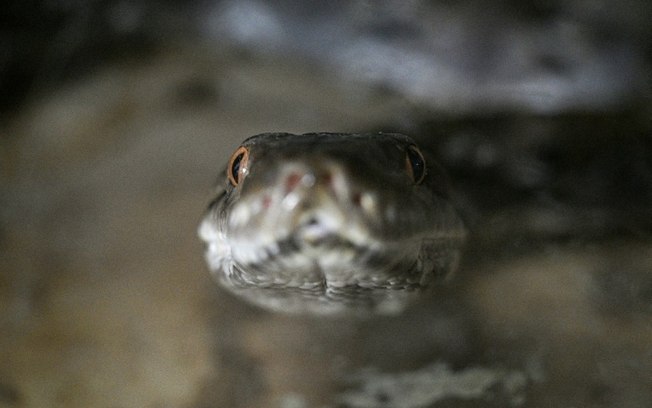 Alguns especialistas acreditam que o verdadeiro valor das cobras criadas para obter a pele está na carne Alguns especialistas acreditam que o verdadeiro valor das cobras criadas para obter a pele está na carne