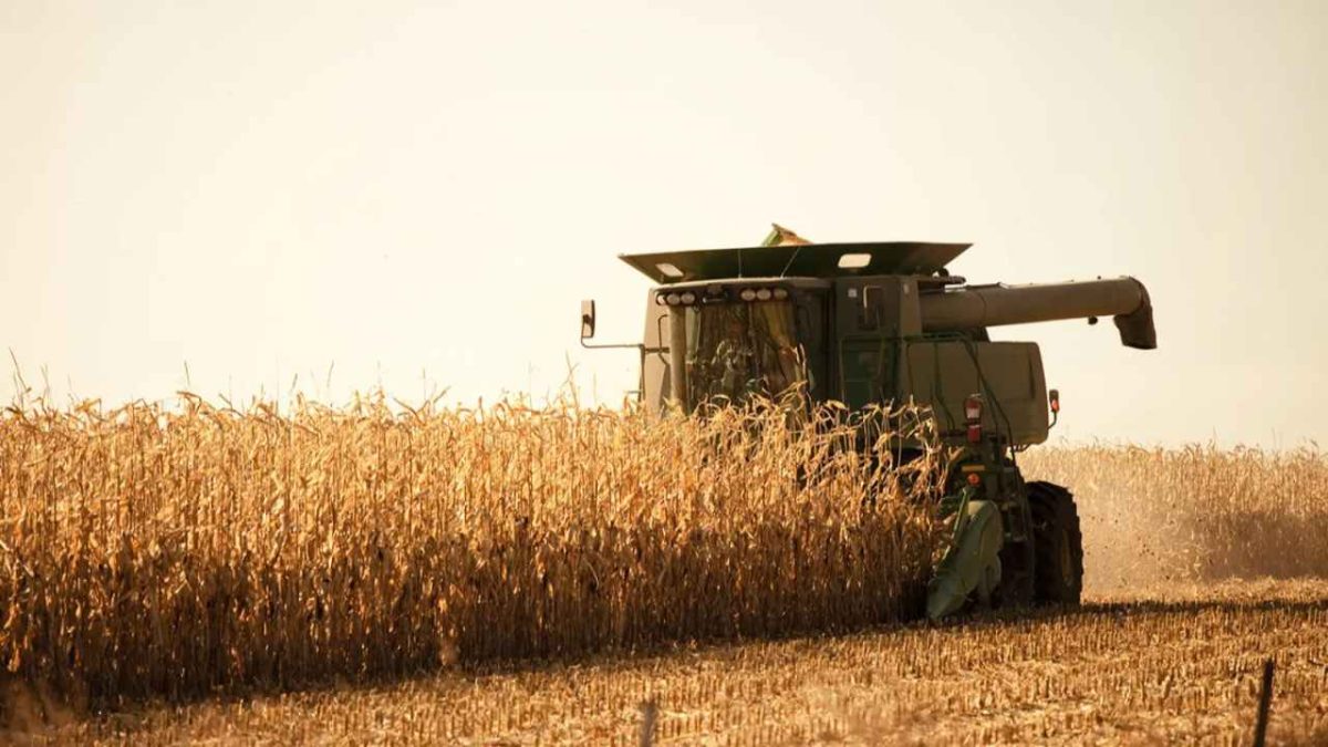 Conab projeta queda de 15% na produção de milho 2ª safra, no Tocantins 3 Conab projeta queda de 15% na produção de milho 2ª safra, no Tocantins
