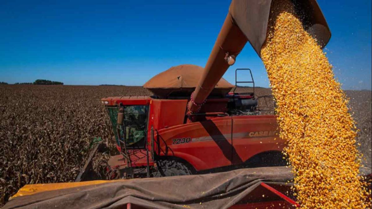 Conab projeta queda de 15% na produção de milho 2ª safra, no Tocantins 2 Conab projeta queda de 15% na produção de milho 2ª safra, no Tocantins