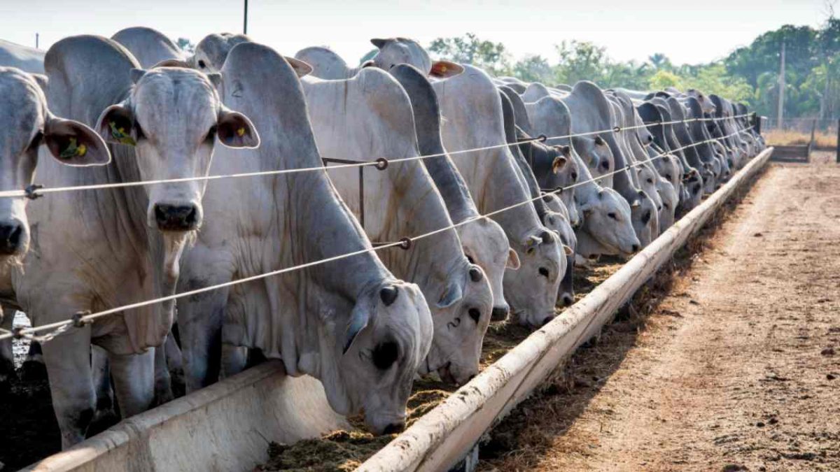 Tocantins registra crescimento significativo no volume de gado confinado 2 Tocantins registra crescimento significativo no volume de gado confinado