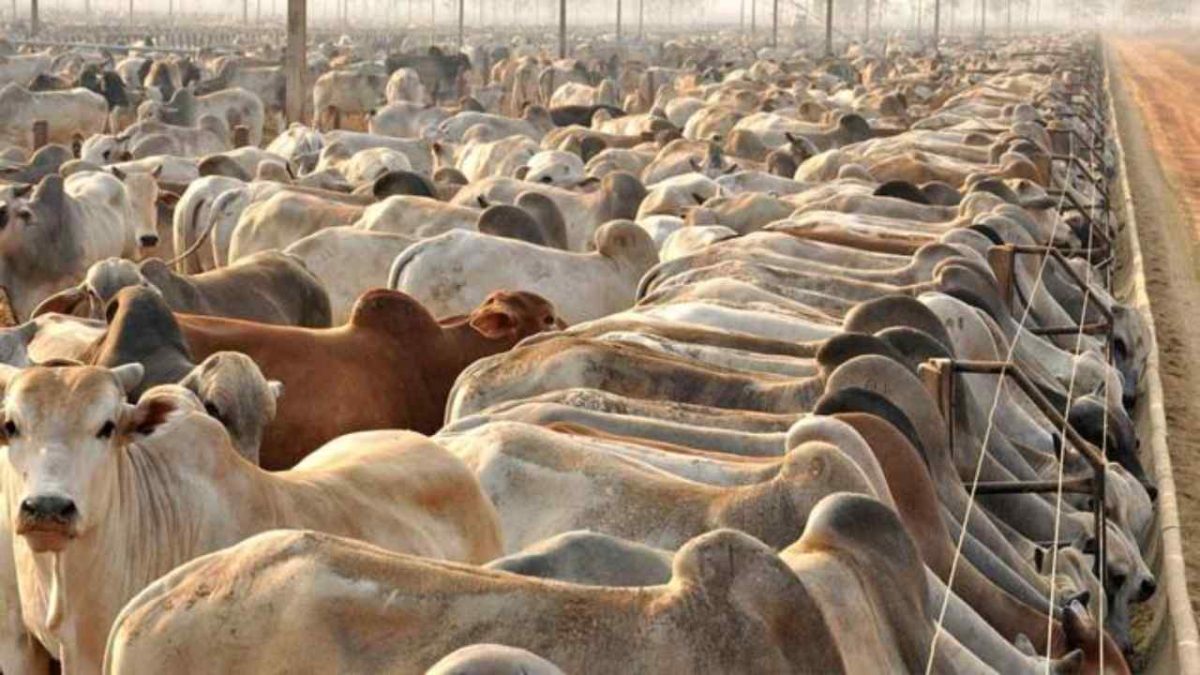 Tocantins registra crescimento significativo no volume de gado confinado 3 Tocantins registra crescimento significativo no volume de gado confinado