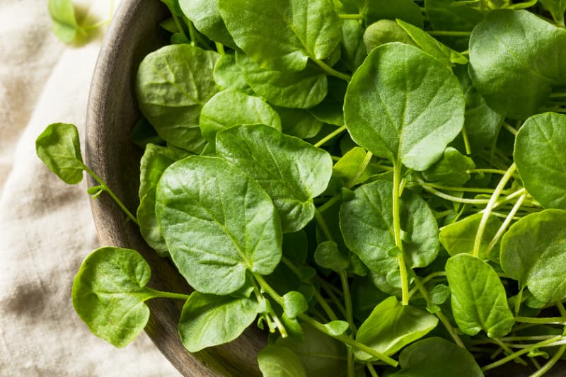Confira algumas opções de frutas e hortaliças para plantar em casa em julho 3 Agrião