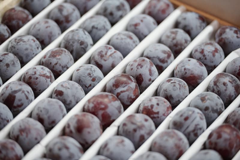 Confira algumas opções de frutas e hortaliças para plantar em casa em julho 5 Ameixa