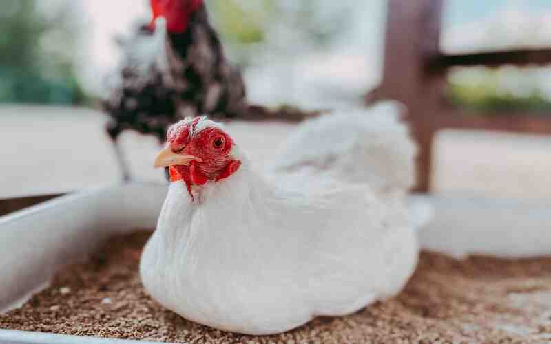 Alerta: OMS pede maior vigilância no combate à gripe aviária 2 Alerta: OMS pede maior vigilância no combate à gripe aviária