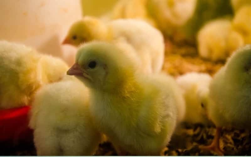 Brasil recebe autorização do México para exportação de material genético avícola 
