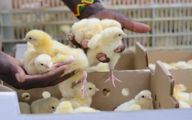 Brasil recebe autorização do México para exportação de material genético avícola 