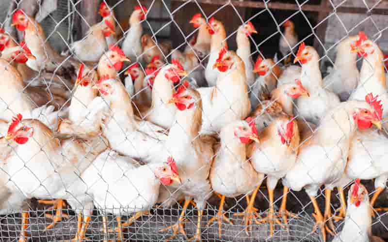 Brasil suspende exportações de carne de aves após caso de Newcastle 2 Brasil suspende exportações de carne de aves após caso de Newcastle