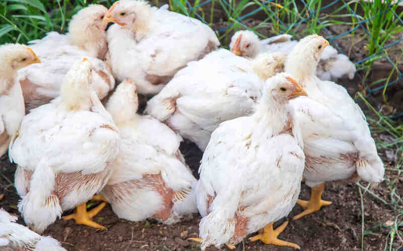 Alerta: OMS pede maior vigilância no combate à gripe aviária 3 Alerta: OMS pede maior vigilância no combate à gripe aviária