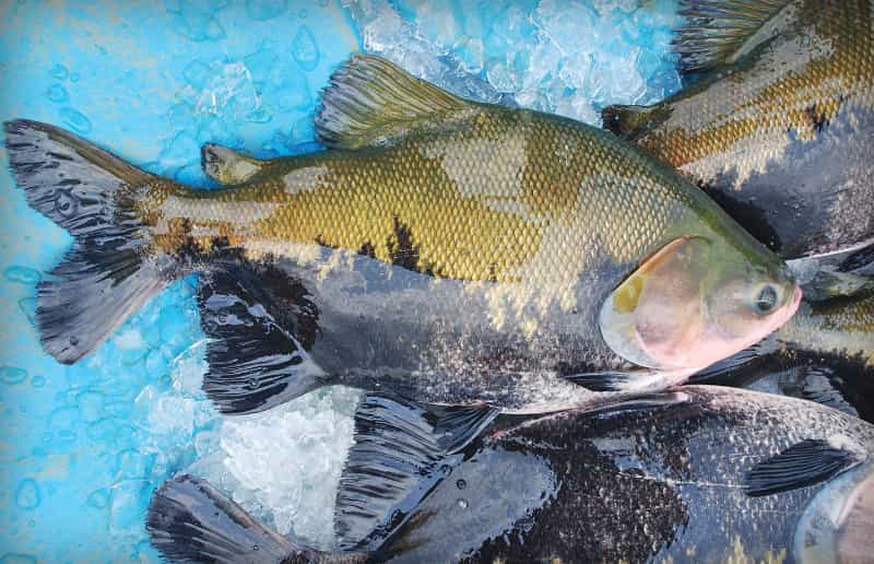 Peixe tambaqui