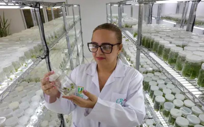 Curauá: Bromélia da Amazônia pode ser alternativa ao plástico do petróleo 2 Curauá: Bromélia da Amazônia pode ser alternativa ao plástico do petróleo