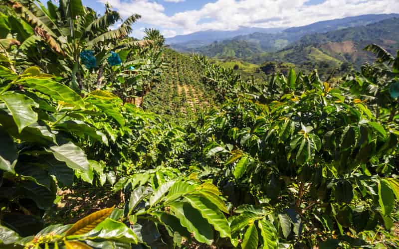 Levantamento aponta que produtores de café já venderam 33% da safra 2024/25 2 Levantamento aponta que produtores de café já venderam 33% da safra 2024/25