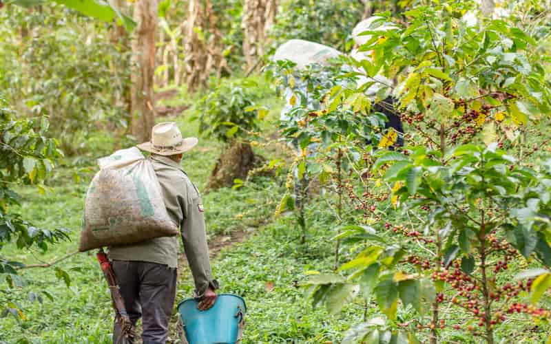 Levantamento aponta que produtores de café já venderam 33% da safra 2024/25 3 Levantamento aponta que produtores de café já venderam 33% da safra 2024/25