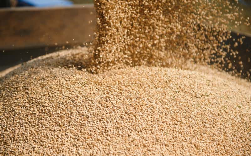 Ministério da Agricultura e Pecuária atualiza preços mínimos para safra 2024/25 3 Ministério da Agricultura e Pecuária atualiza preços mínimos para safra 2024/25
