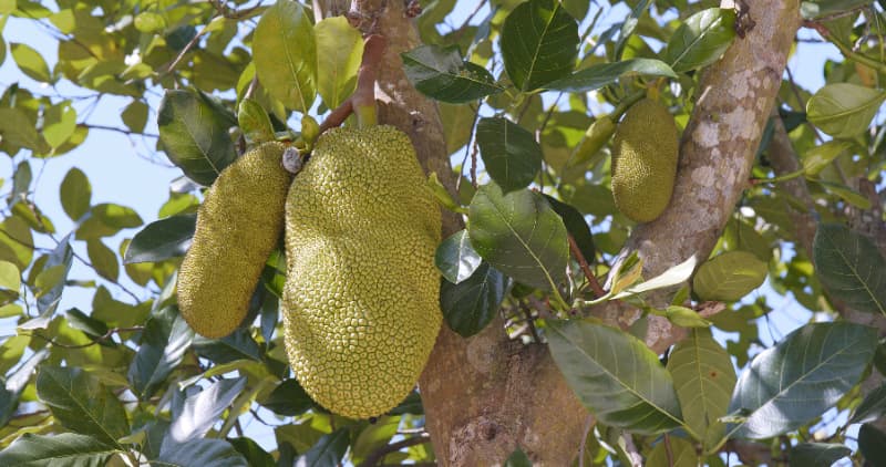 Veja como plantar jaca e os cuidados essenciais para o desenvolvimento da fruta 2 Como plantar jaca